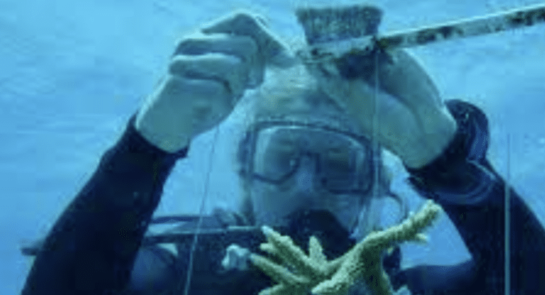 Coral Reef Recovery Subject of UVI Resillience Probe